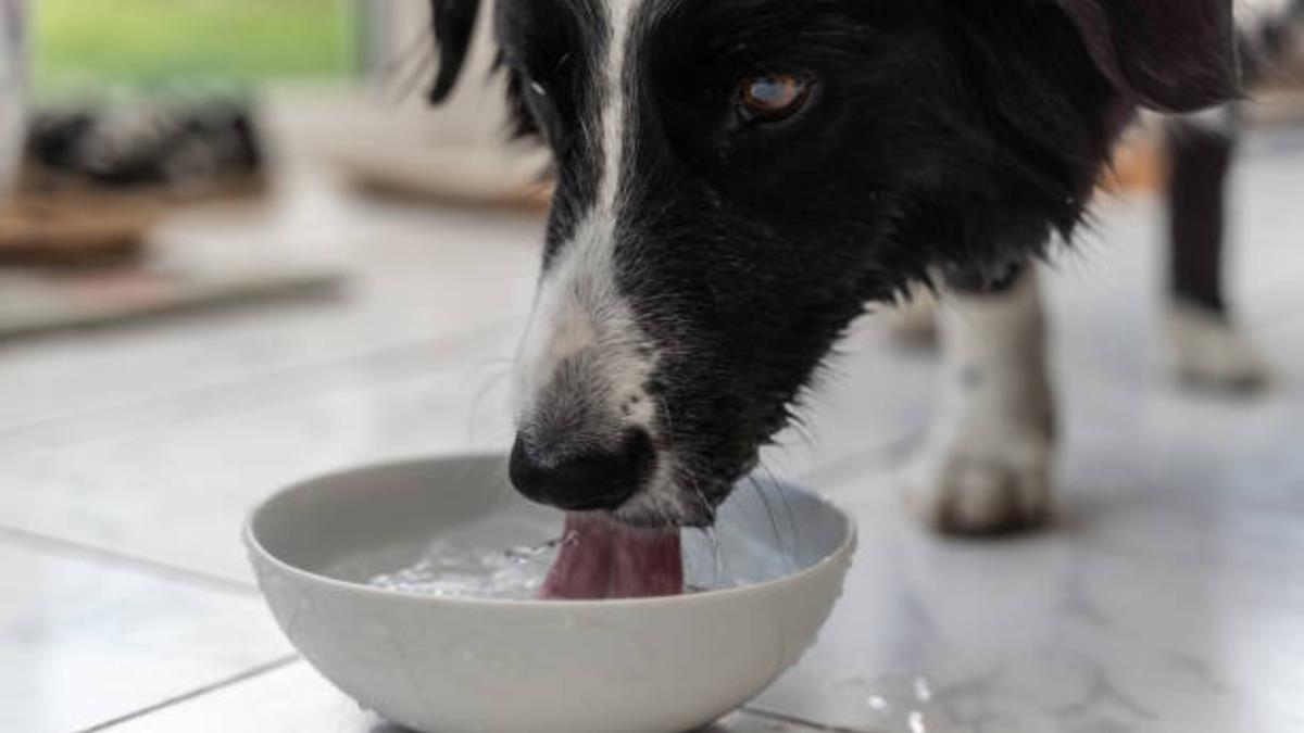 La desconocida razón por la que debes lavar el plato de tu perro todos los días